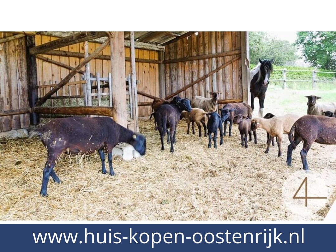 huis-kopen-oostenrijk-windigsteig-3841-20260410072717-0061301002.jpg huis-kopen-oostenrijk-windigsteig-3841-20260410072717-0061301002.jpg