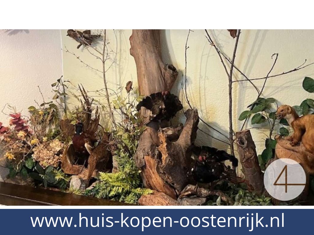 huis-kopen-oostenrijk-ybbsitz-3341-20260409041725-0021601022.jpg huis-kopen-oostenrijk-ybbsitz-3341-20260409041725-0021601022.jpg